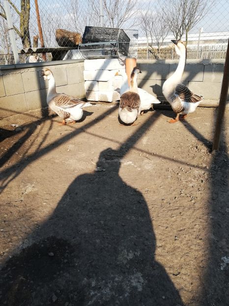  - A2 Gaste africane 2020