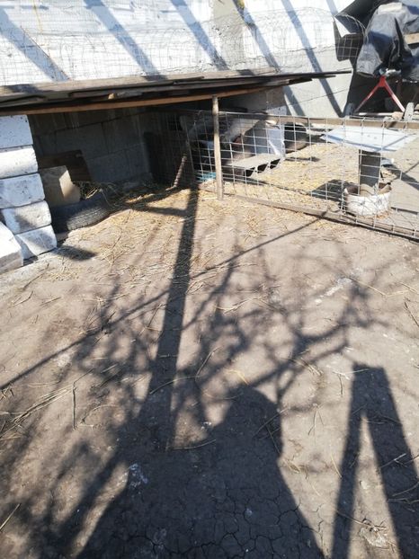  - A2 Gaste africane 2020