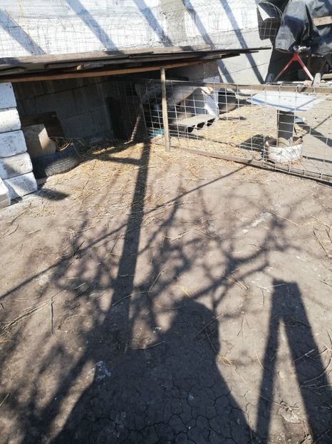  - A2 Gaste africane 2020