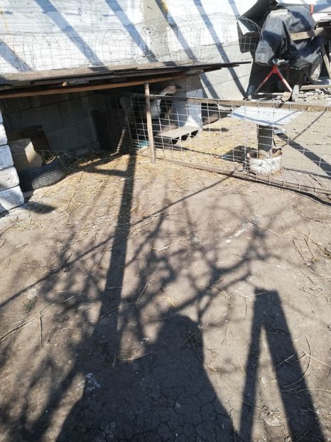  - A2 Gaste africane 2020