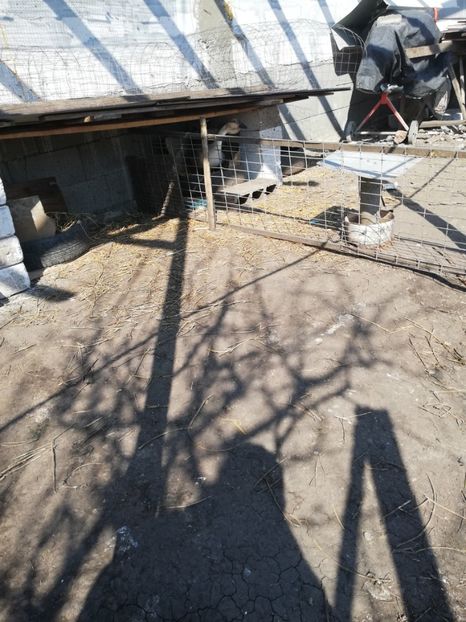  - A2 Gaste africane 2020