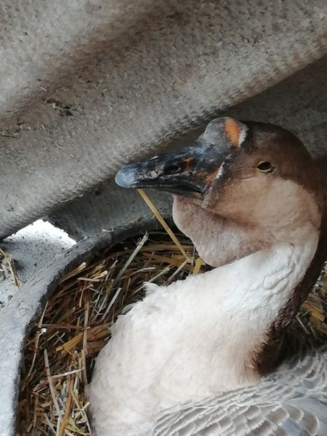  - A2 Gaste africane 2020