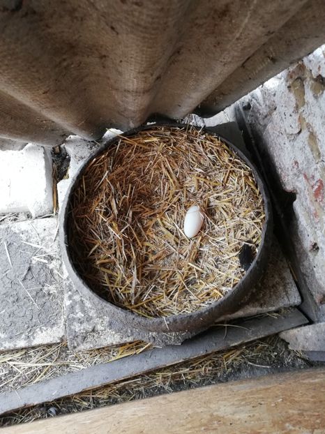  - A2 Gaste africane 2020