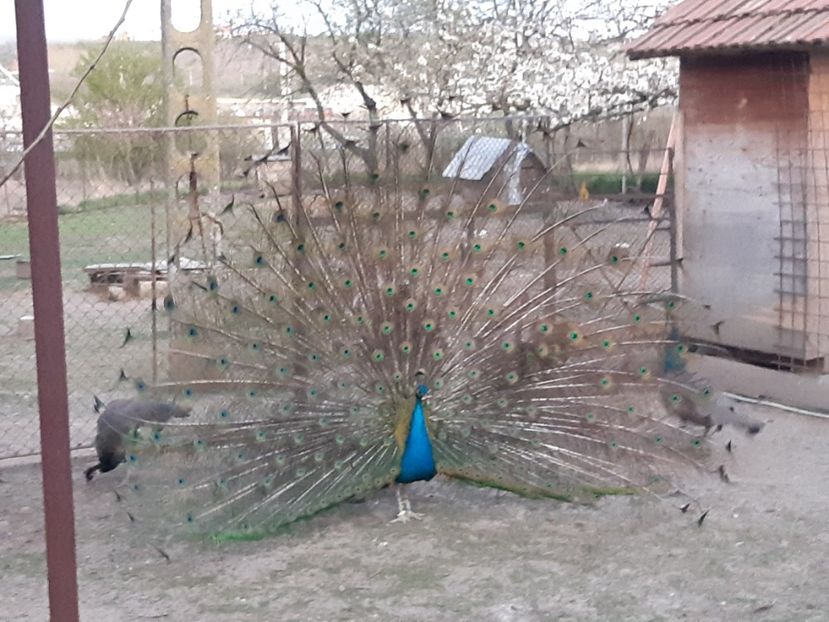  - Pauni
