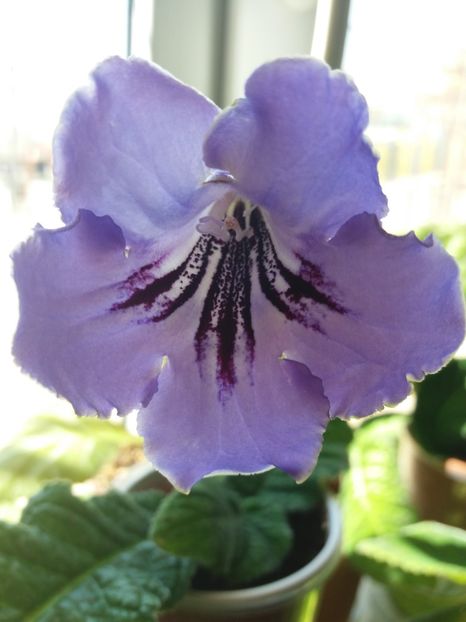 8 - Streptocarpus