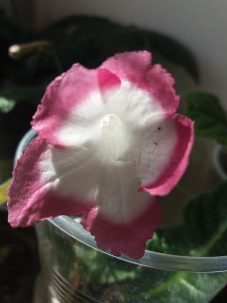 3 - Streptocarpus