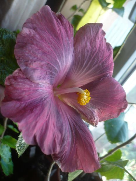 P1430476 - 2020-1 MA s Amethyst