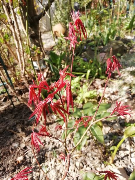 Acer Atropurpureum - Grădina 2020