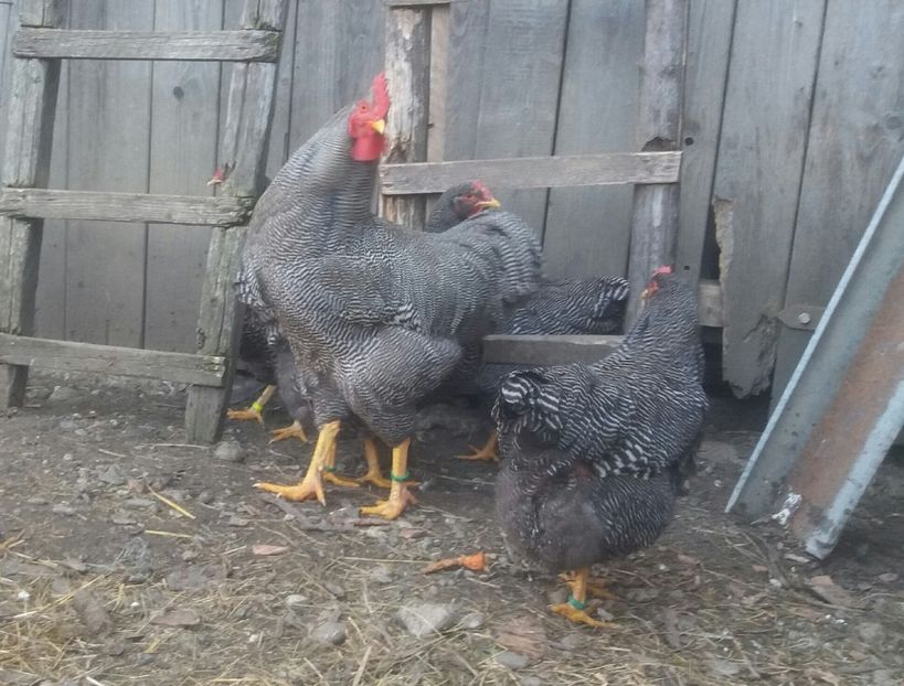  - 4 Plymouth rock barat 2014-2022 arhiva