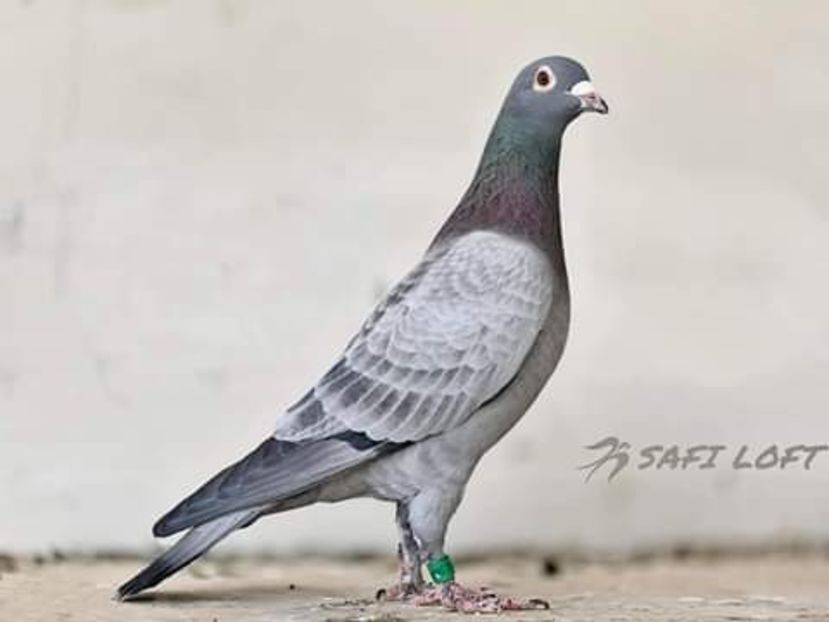  - NU AMI APARTIN 2020