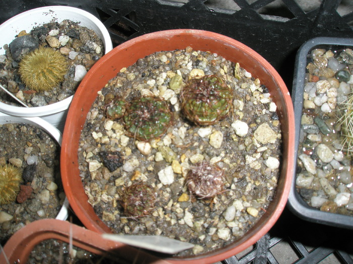 pui de Gymno netrelianum care par sa fi scapat - plantele dupa iarna 2010