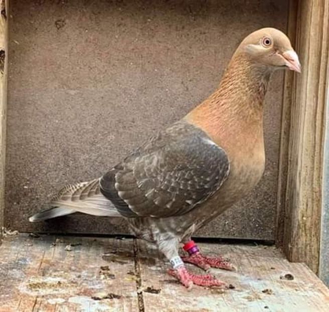  - NU AMI APARTIN 2020