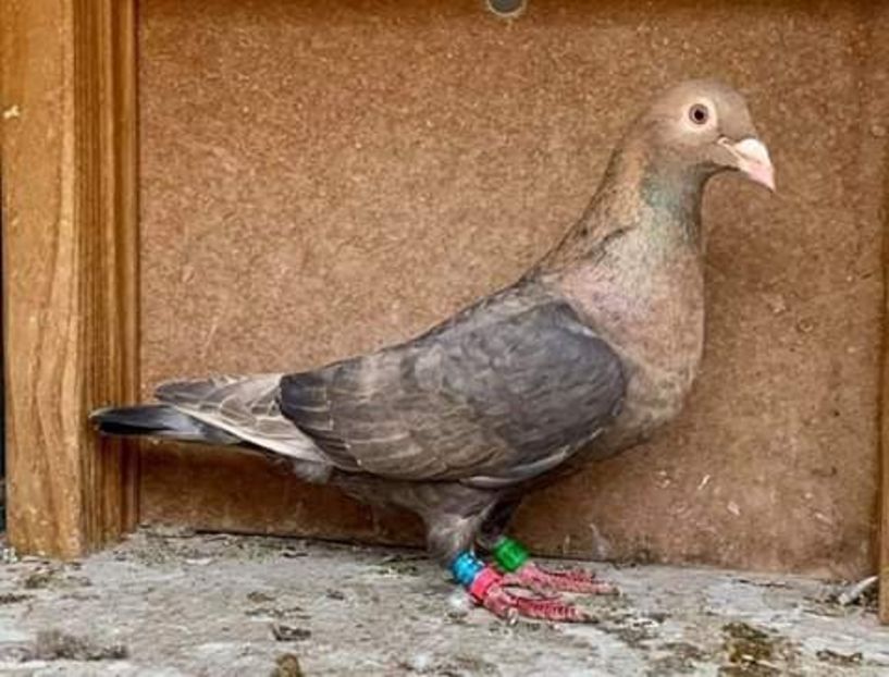  - NU AMI APARTIN 2020