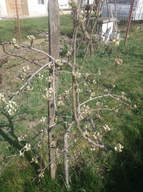 Păr - Pomii din grădina lu Mama 2020