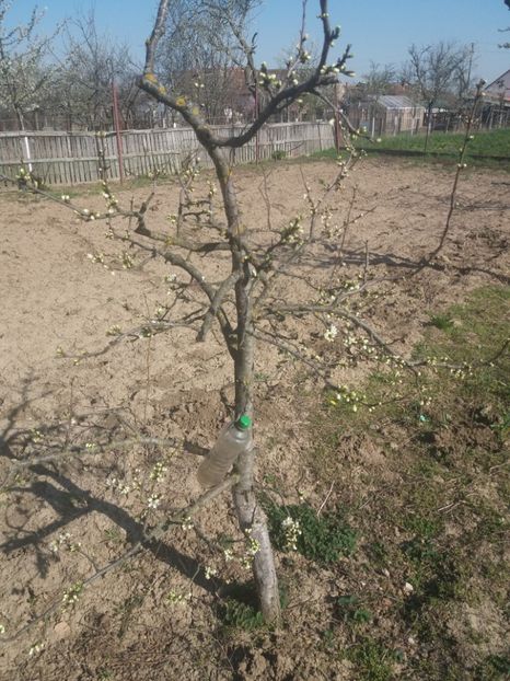 Prun timpuriu - Pomii din grădina lu Mama 2020
