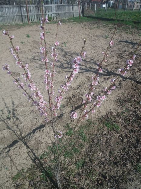 Piersic - Pomii din grădina lu Mama 2020