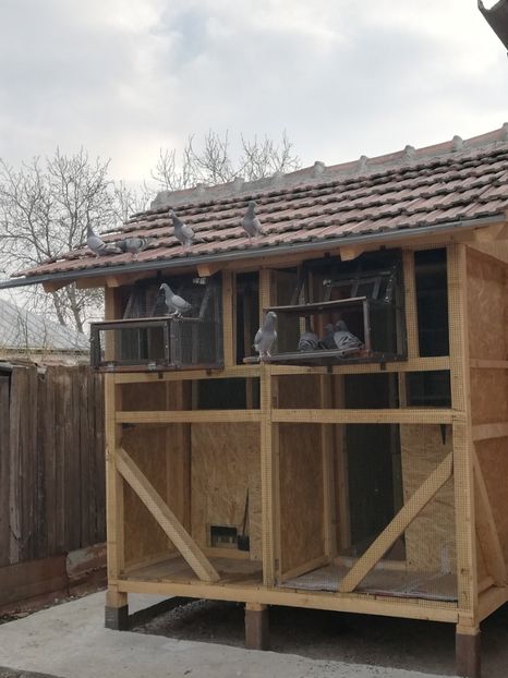  - 2020-Pui Seria întâi