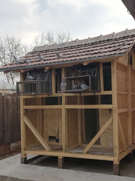  - 2020-Pui Seria întâi