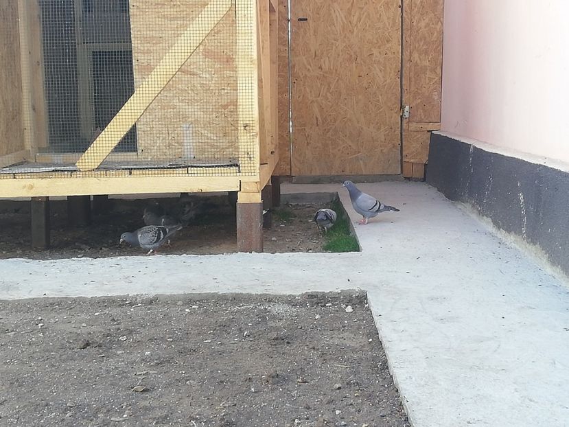  - 2020-Pui Seria întâi