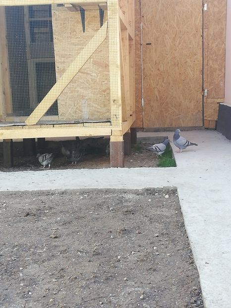  - 2020-Pui Seria întâi