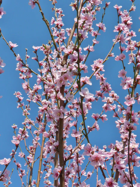  - 2020 - 01 - Primavara