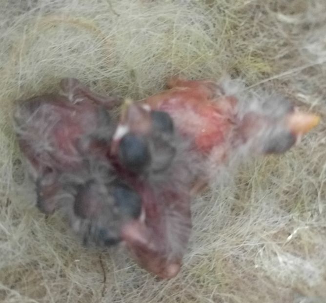 - 00 Canari rasa espaniolitos 2020