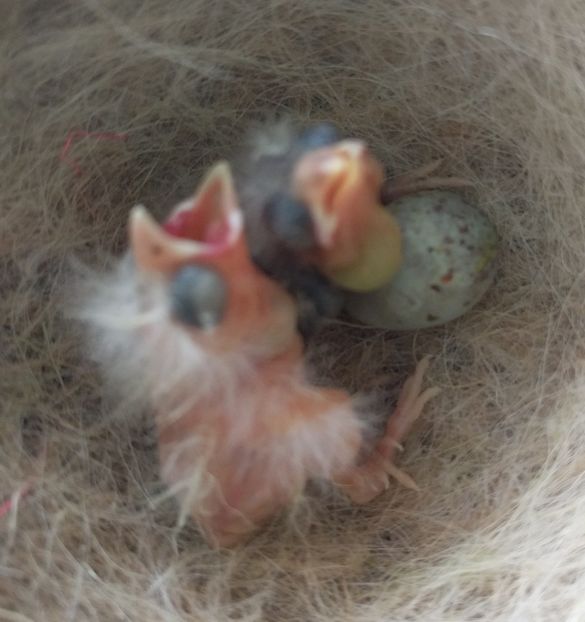  - 00 Canari rasa espaniolitos 2020