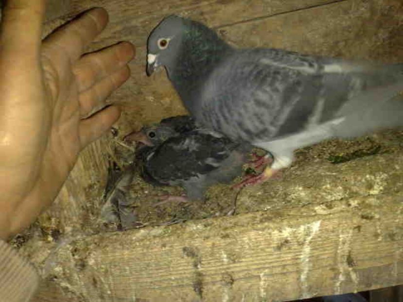  - Pui 2017-2018 -2019-2020 -2021-matca-doici-vind aproape tot lotul