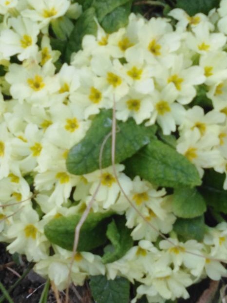  - dragostea  de natura