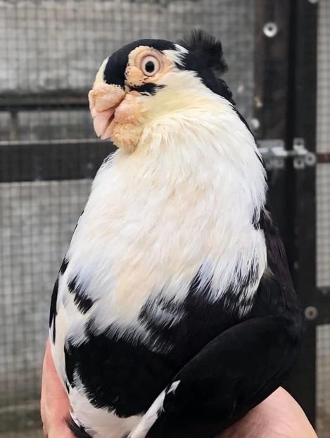 B2357879-0188-4D6F-8702-A6D281BFC1A5 - Poze noi