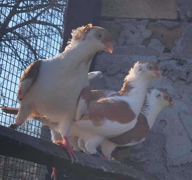 7C35E2B5-8D49-44C5-82C7-6C551A20D9E3 - Poze noi