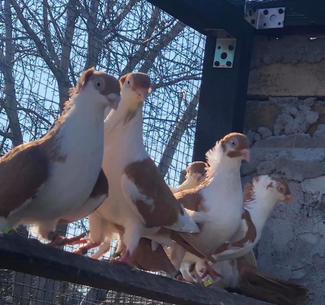 05F36DA9-0566-485F-ACD5-90947DFF74F2 - Poze noi