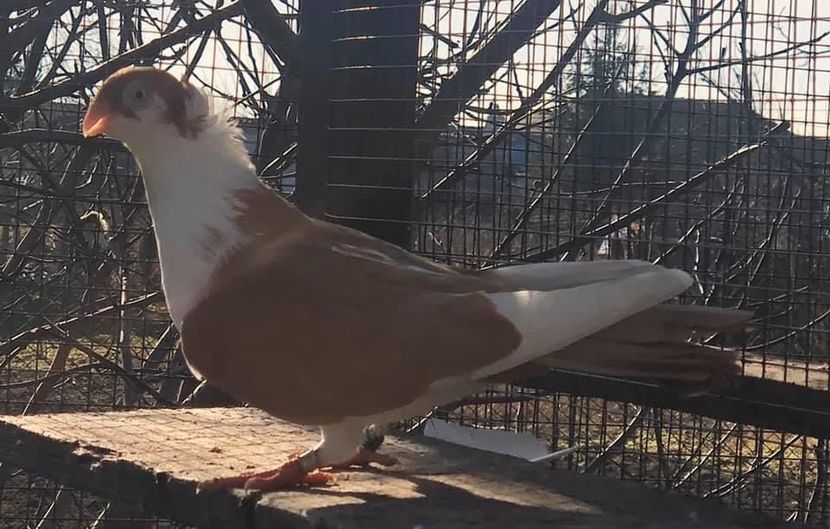 B4BB9E34-D55E-4196-9992-366B2748682D - Poze noi