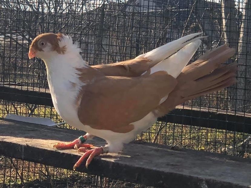 10B2222E-AA0E-453E-948F-31DB2770B134 - Poze noi