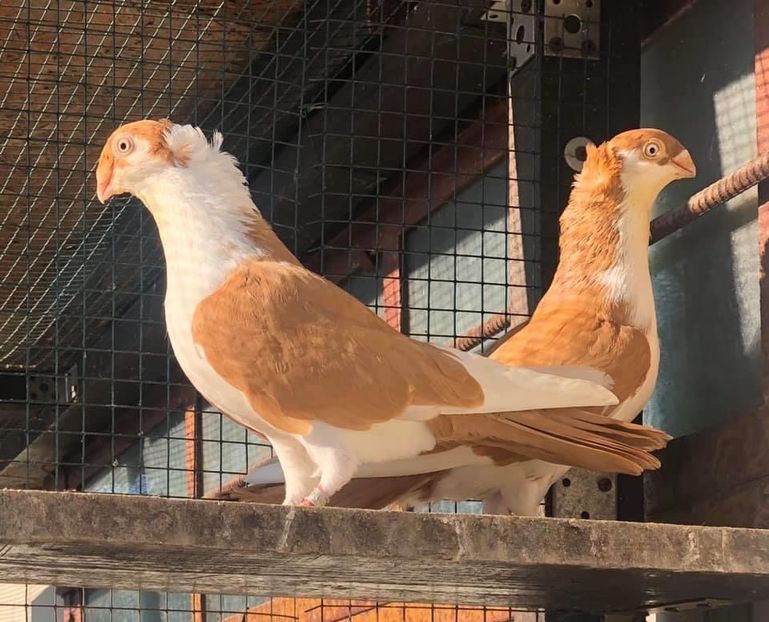 FEB541B0-A13D-4973-8658-FF5613A4AED9 - Poze noi