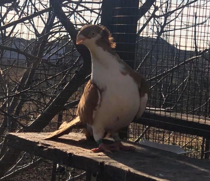 7540744D-30BB-4EF9-B7E0-F25B55C0FFD1 - Poze noi