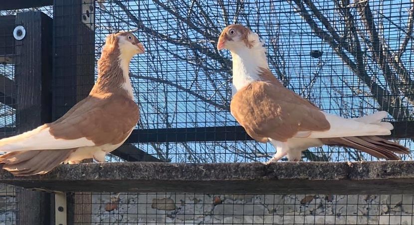 D23B29F5-1E16-4E70-8CA2-A316245C9F71 - Poze noi