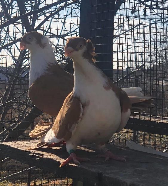 39D0653A-C734-40C9-ACDA-9474D7E0D89D - Poze noi