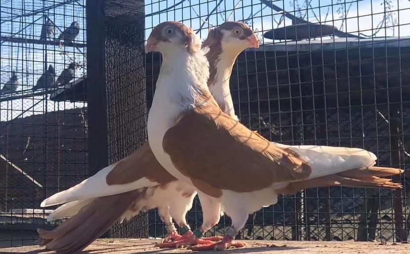 8BEA583B-CA77-47F2-A874-2B9DE0BC749E - Poze noi