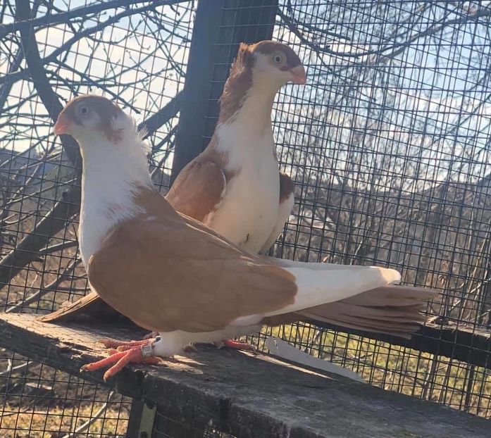 49D0D914-5C16-4BF2-A75B-6581AA109FAC - Poze noi