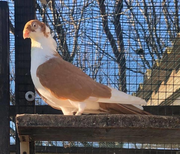 9F2EA392-2E41-49A5-9749-0E3C33EDE4E1 - Poze noi