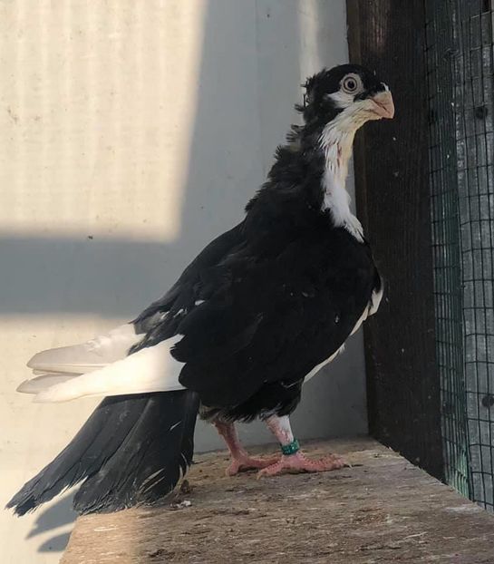 90A294CD-820F-4AA5-941E-618E8B9018F4 - Poze noi