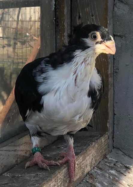 92397E36-DC7A-49AC-B6DD-CABCE87FC529 - Poze noi