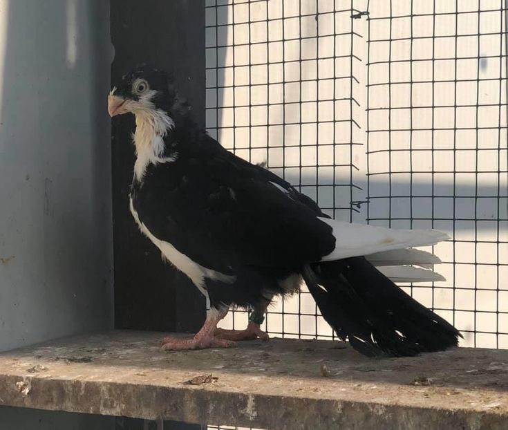 6C3A930F-51ED-4ECD-B51E-528E90886085 - Poze noi