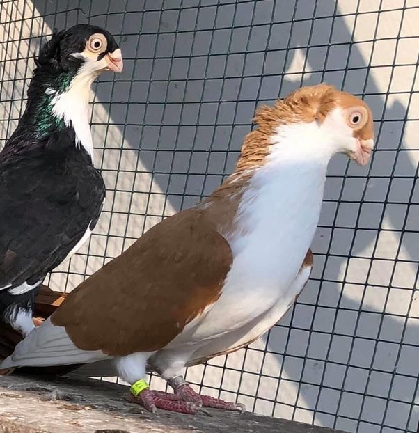 3F2726CA-9430-4DDC-8D16-28B1D72A0D5D - Poze noi