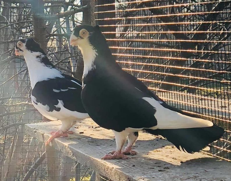 2A5ED8C2-8192-406C-8305-C16EE439EAC8 - Poze noi