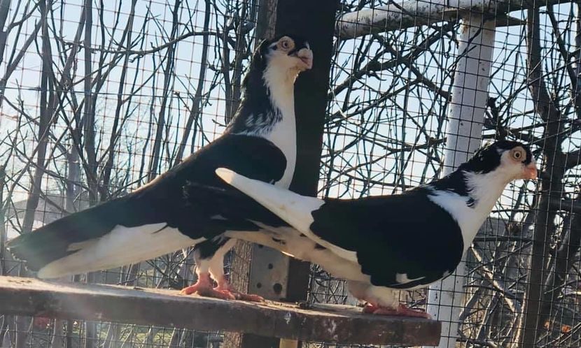 61261FB1-2C45-4B2B-B401-0E4482E88012 - Poze noi