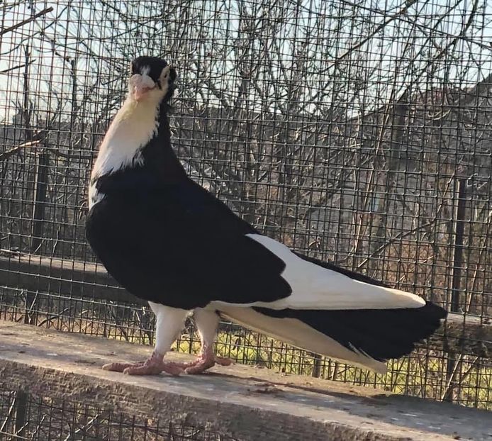 8317039C-C192-49DA-8E4F-ABB0E1921232 - Poze noi