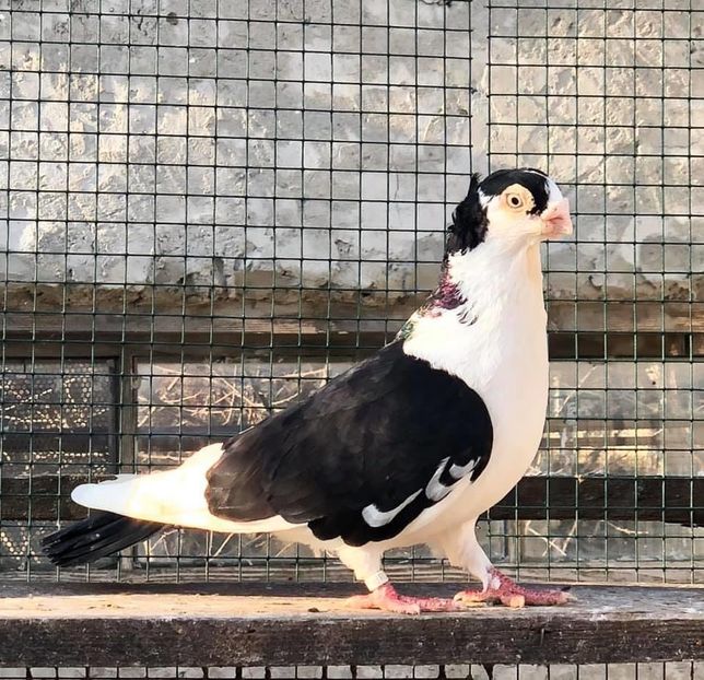 183D1AF9-8C7D-4672-86C9-B90217C04821 - Poze noi