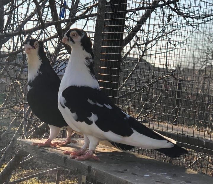 9D5AAF52-9F8A-47B8-949C-CCB4656E37EE - Poze noi